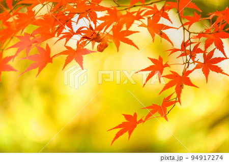 もみじの紅葉 94917274
