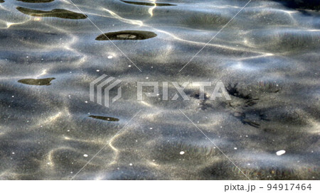 海中の砂浜の上を泳ぐシロキス 海中の砂浜の上を泳ぐシロキス 94917464