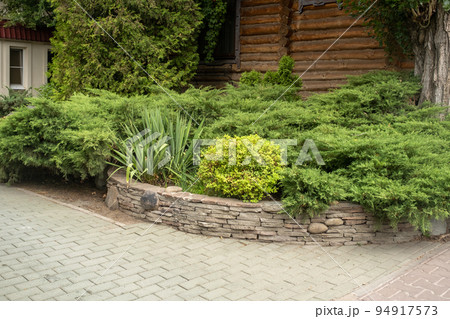 Juniper in landscape design. Beautiful well kept garden. Green plants, trees, flowers and shrubs 94917573