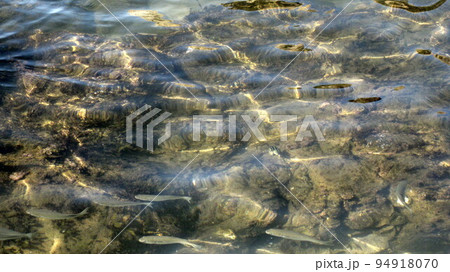 海中を泳ぐボラの集団とシマダイ 海中を泳ぐボラの集団とシマダイ 94918070