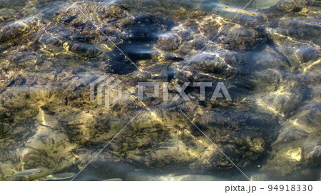海底の岩場で泳ぐメジナの集団 94918330