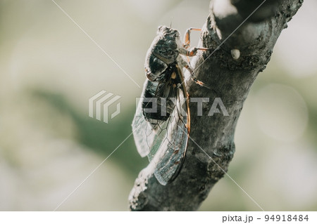 A cicada sits on a fig tree on summer, closeup shot. Singing loudly to call the female. Intense buzzing of cicadas. Cicada Lyristes plebejus. Selective focus A cicada sits on a fig tree on summer, closeup shot. Singing loudly to call the female. Intense buzzing of cicadas. Cicada Lyristes plebejus. Selective focus 94918484