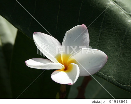 プルメリア Plumeria プルメリア Plumeria 94918641