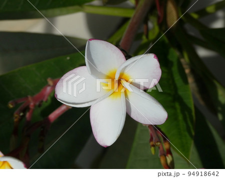 プルメリア Plumeria プルメリア Plumeria 94918642