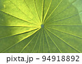 蓮の葉 光と葉脈 蓮の葉 光と葉脈 94918892