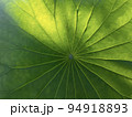 蓮の葉 光と葉脈 蓮の葉 光と葉脈 94918893