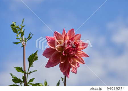 満開のダリアの花と青空のコピースペース 94919274