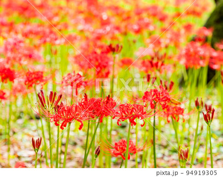 秋の風物詩　群生して咲き誇る満開の美しい彼岸花 94919305