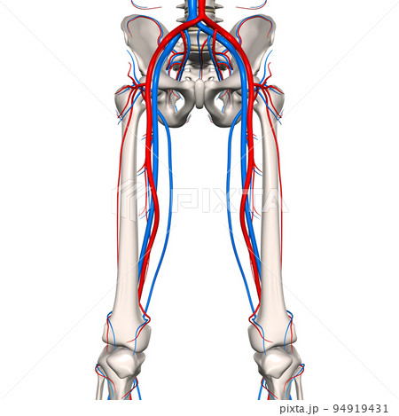 人体腰大腿部血管網 94919431