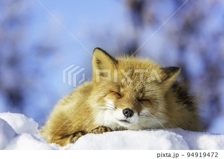 キタキツネうとうと 94919472