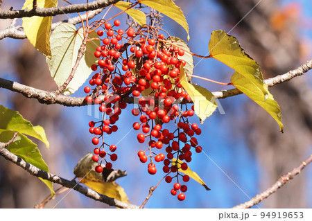 イイギリの実 94919653