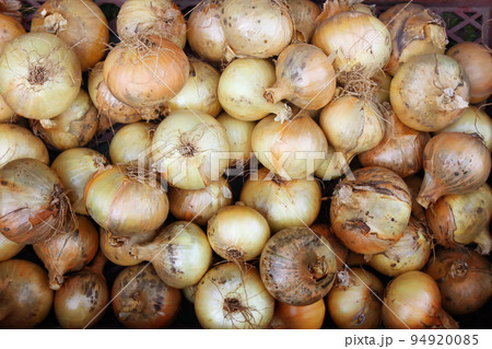 Fresh onion harvest Fresh onion harvest 94920085