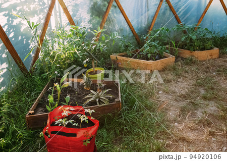 Domestic seedling. Hothouse foliage. Natural organic. Cultivated plants growing in greenhouse in pots plastic bag and wooden planks daylight. 94920106