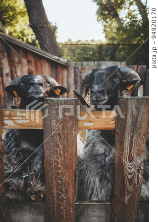 Cattle stable. Curious sheep. Natural zoo. Funny pedigreed rams with black snouts and gray wool looking up wooden fence. Cattle stable. Curious sheep. Natural zoo. Funny pedigreed rams with black snouts and gray wool looking up wooden fence. 94920170