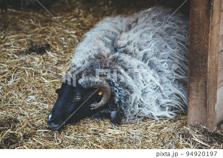 Sheep yard. Rest time. Natural farming. Lonely tired lamb with black white wool laying on hay ground. Sheep yard. Rest time. Natural farming. Lonely tired lamb with black white wool laying on hay ground. 94920197