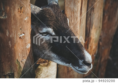 Sad sheep. Household stable. Natural farming. Pretty cattle with brown and white coloring snout looking from yard fence. Sad sheep. Household stable. Natural farming. Pretty cattle with brown and white coloring snout looking from yard fence. 94920200