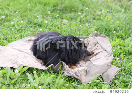 Black dog on green grass in country yard 94920216