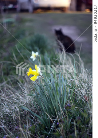 Narcisus flowers blooming on the rural yard background at spring Narcisus flowers blooming on the rural yard background at spring 94920217