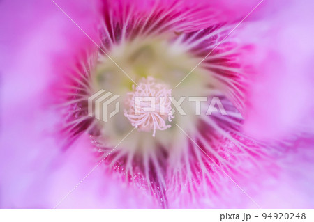 Blooming pink mallow flowers (Malva alcea, cut-leaved mallow, ve Blooming pink mallow flowers (Malva alcea, cut-leaved mallow, ve 94920248