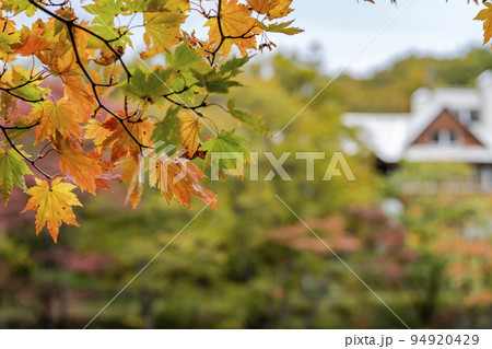 秋のドッコ沼　紅葉の風景　山形県山形市　　 94920429