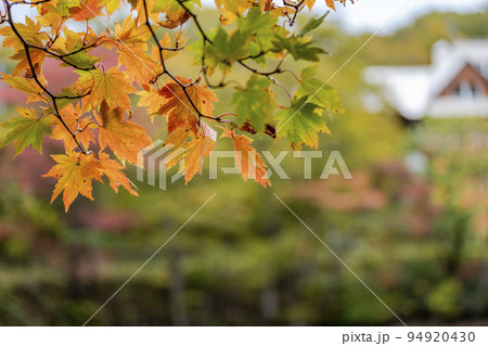 秋のドッコ沼　紅葉の風景　山形県山形市　　 94920430