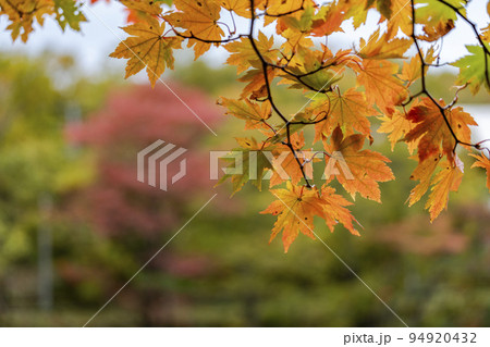 秋のドッコ沼 紅葉の風景 山形県山形市 秋のドッコ沼 紅葉の風景 山形県山形市 94920432