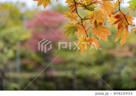 秋のドッコ沼　紅葉の風景　山形県山形市　　 94920433
