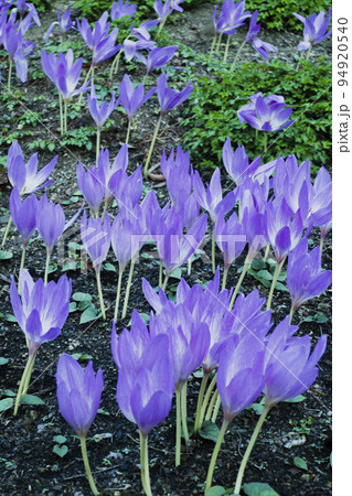透明感のある紫の花コルチカム（イヌサフラン） 94920540