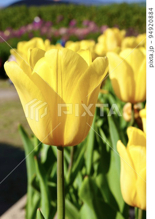 台湾 花 フラワー 94920884