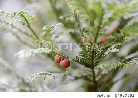 秋のドッコ沼　紅葉の風景　赤い木の実　山形県山形市　　 94920992
