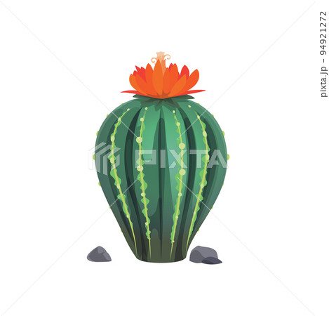 Green mexican desert cactus with red flower and stone rocks isolated cartoon prickly plant. Vector western opuntia tropical botanical cactus, tropical decoration with blooming bud. Succulent cacti 94921272