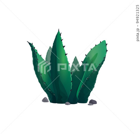 Succulent cactus agave neglecta wild century plant isolated pelmeri americana with broad leaves. Vector mexican cactus, cartoon botanical herb with spikes, exotic agave flower marginata succulent 94921325