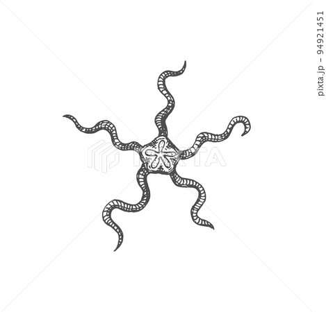 Fromia monilis, necklace or tiled starfish isolated monochrome Goniasteridae sketch icon. Vector aquatic invertebrate creature, underwater marine animal, summer beach decoration,, aquarium shellfish 94921451