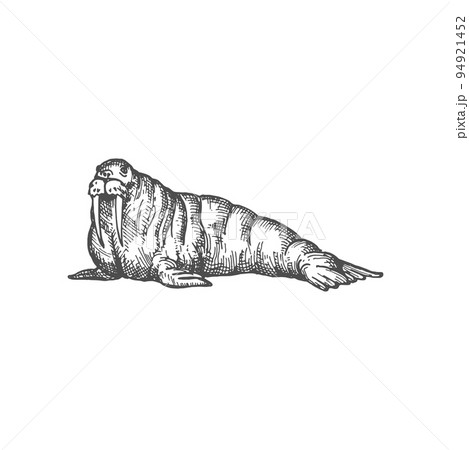 Walrus large flippered marine mammal isolated monochrome sketch icon. Vector male Pacific walrus, Odobenus rosmarus with tusks and whiskers. Northern animal, living at North Pole, Arctic Ocean 94921452