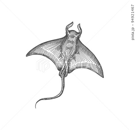 Manta stingray marine animal isolated ray fishのイラスト素材