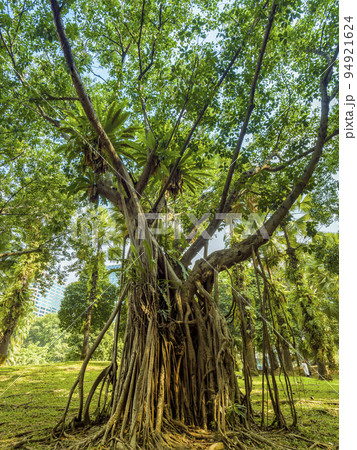 クアラルンプール KLCC公園のガジュマルの木 / Malaysiaの写真素材 [94921624] - PIXTA