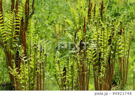 ヤマドリゼンマイ　山野草　伸びる新芽　春 94921748