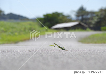 農道を横断中のカマキリがカメラ目線で自分の行先を指差している光景 農道を横断中のカマキリがカメラ目線で自分の行先を指差している光景 94922719