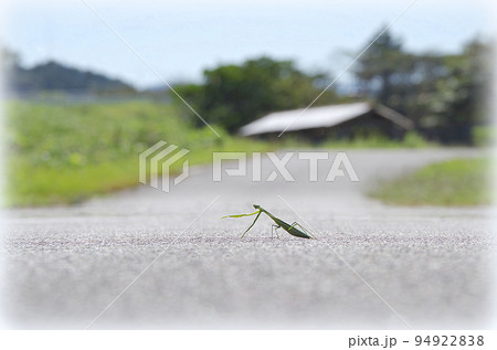 農道を横断中のカマキリがカメラ目線で自分の行先を指差している光景(イラスト風) 農道を横断中のカマキリがカメラ目線で自分の行先を指差している光景(イラスト風) 94922838