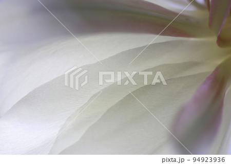 夏の夜、一度だけ咲く妖艶な月下美人の白い花。花びらのテクスチャーをマクロ接写した画像。 94923936