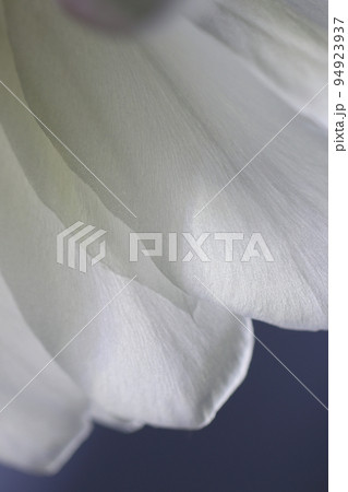 夏の夜、一度だけ咲く妖艶な月下美人の白い花。花びらのテクスチャーをマクロ接写した画像。 94923937