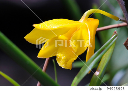 可憐で鮮やかな黄色いキバナノセッコクの小さな花をマクロ接写撮影。 94923993