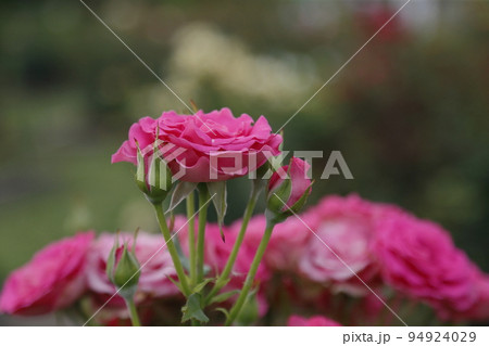 荒尾市　おもやい市民花壇　バラの花、 94924029