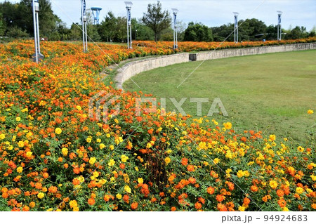 満開のキバナコスモス(愛・地球博記念公園) 満開のキバナコスモス(愛・地球博記念公園) 94924683