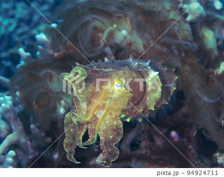 コブシメ 94924711