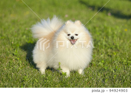 charming young dog. Spitz of white color in sunny weather on green grass 94924903