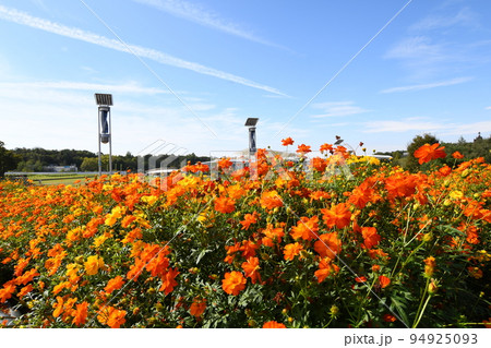 満開のキバナコスモス(愛・地球博記念公園) 94925093