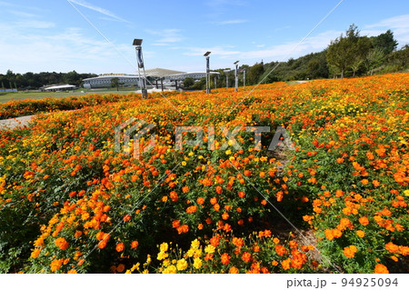 満開のキバナコスモス(愛・地球博記念公園) 満開のキバナコスモス(愛・地球博記念公園) 94925094
