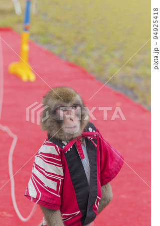 猿回し 芸 日本猿 猿 芸達者 演芸 見世物 大道芸人 大道芸の写真素材