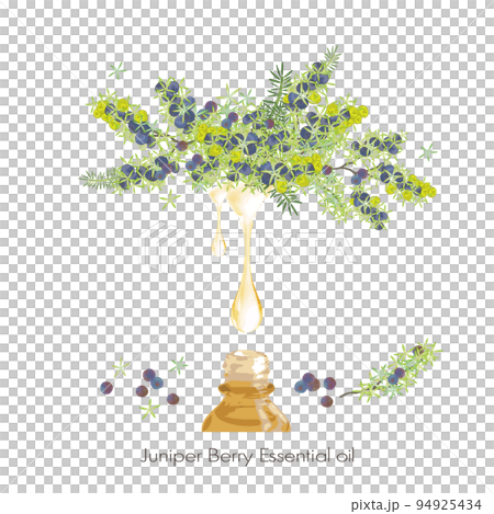 Illustration, essential oil & aroma of juniper and juniper berry 94925434